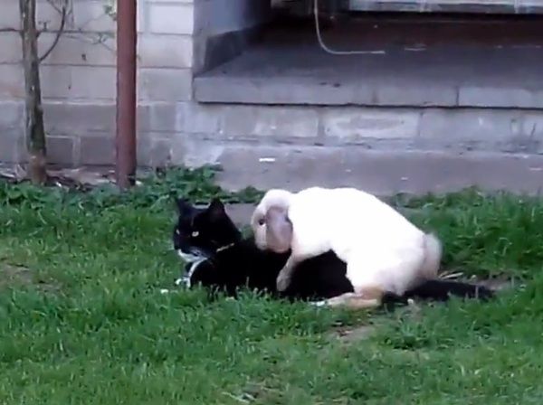 発情期のウサギが猫をレ●プしているドン引き映像