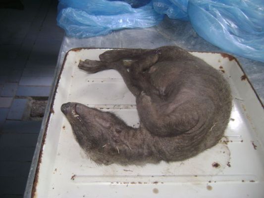 ウクライナで謎の生物（UMA）の死体。チュパカブラの可能性も