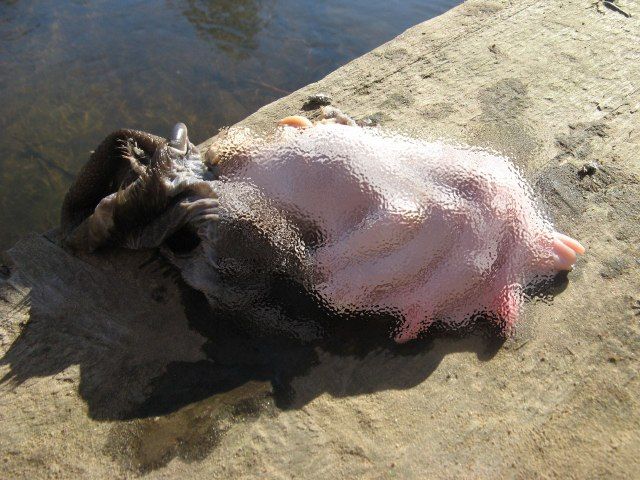 ベラルーシに「謎の生物の手」が漂着し話題