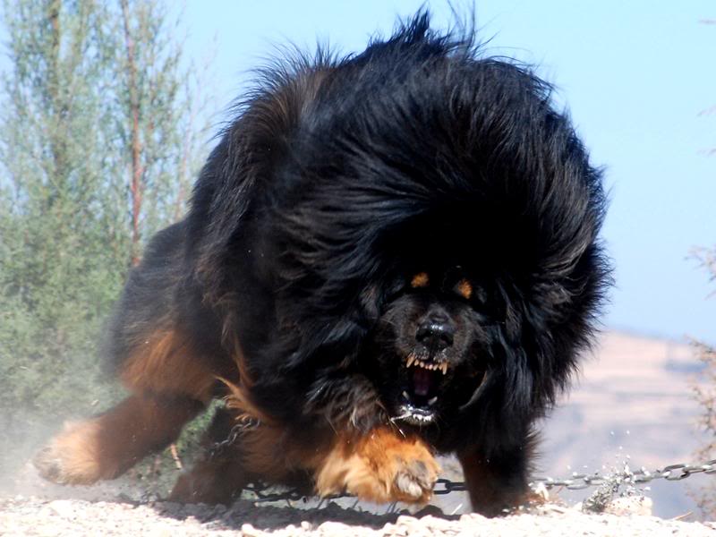 Biggest-Tibetan-Mastiff-5