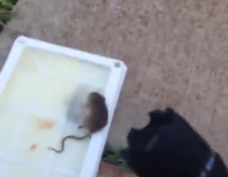 uLHuVym5QFOsX8S1380105319_1380105345