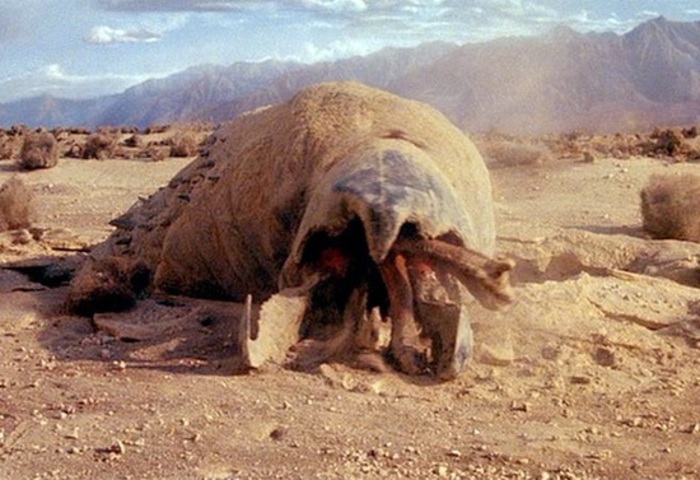 【動画】ベトナムで地中から発見された謎の巨大生物がヤバい。映画「トレマーズ」のような化け物