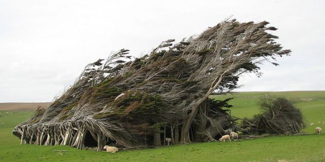 antarctic_winds_give_these_trees_unusual_shapes_640_09