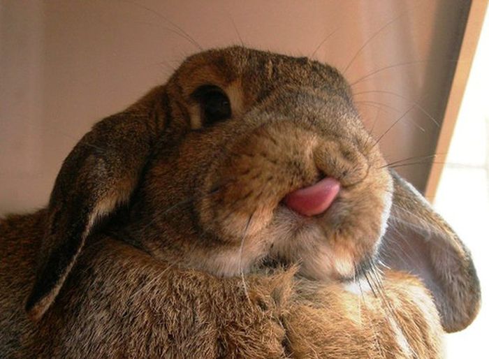 bunny_tongues_that_will_melt_your_heart_09