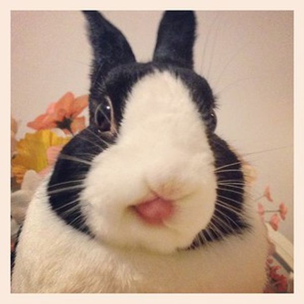 bunny_tongues_that_will_melt_your_heart_11