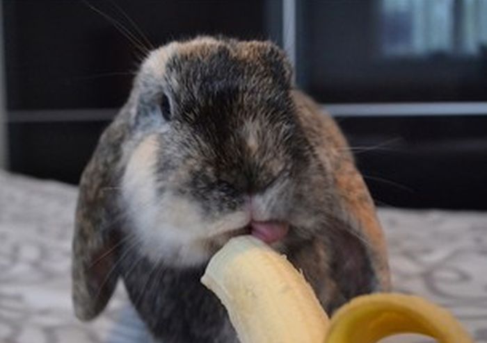 bunny_tongues_that_will_melt_your_heart_12