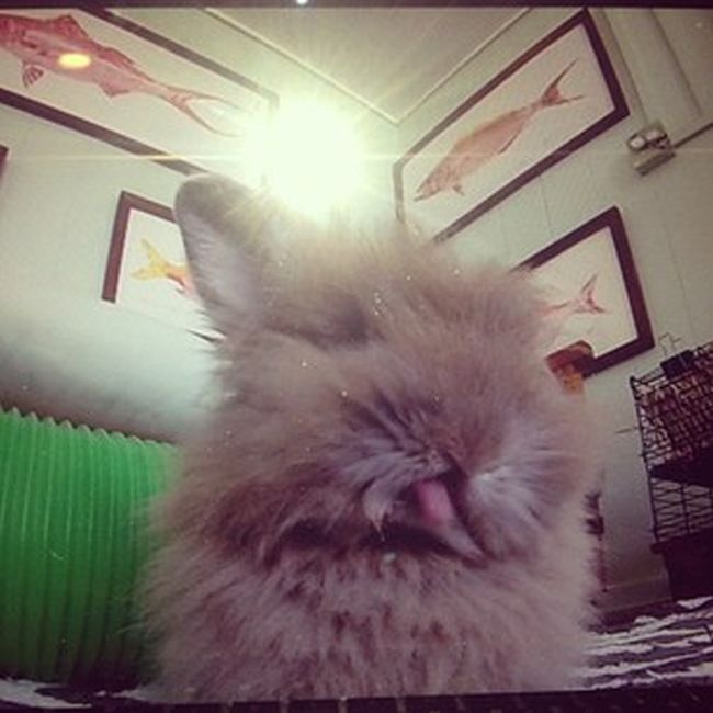 bunny_tongues_that_will_melt_your_heart_18