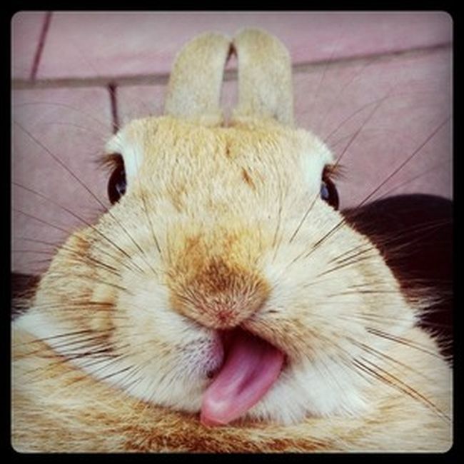bunny_tongues_that_will_melt_your_heart_19