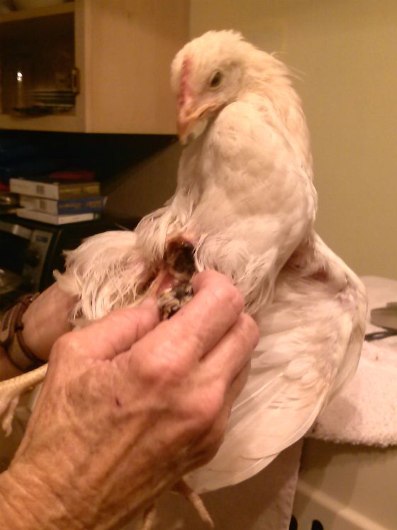 chicken_family_photo_01