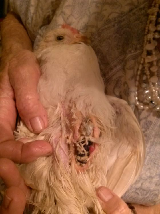 chicken_family_photo_02