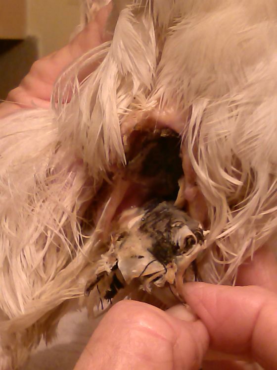 chicken_family_photo_03