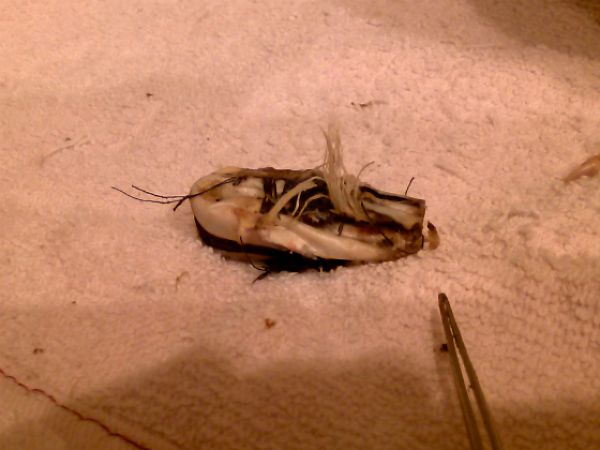 chicken_family_photo_04