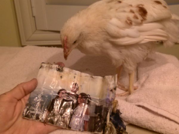 chicken_family_photo_05