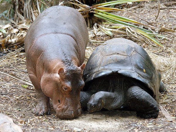 tortoise_hippo_07