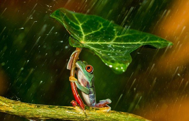 frogs_leaf_02