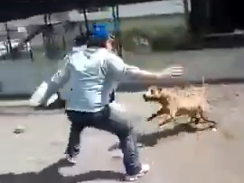 【動画】ピットブル（闘犬）をからかってた男が鎖が千切れ大怪我を負うまで