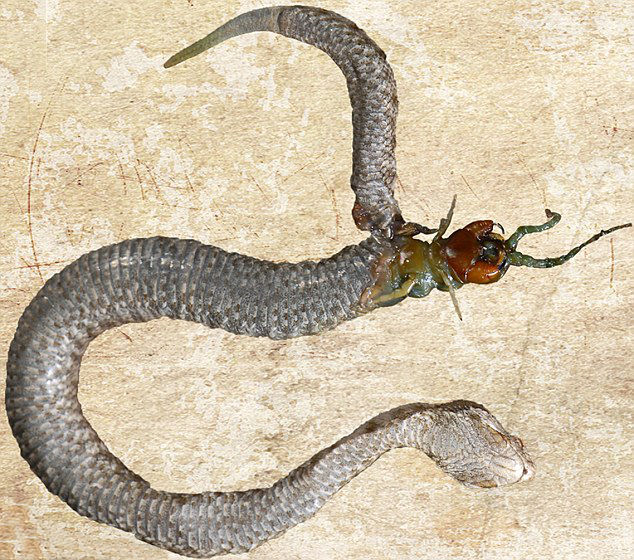 insect_vs_snake_01