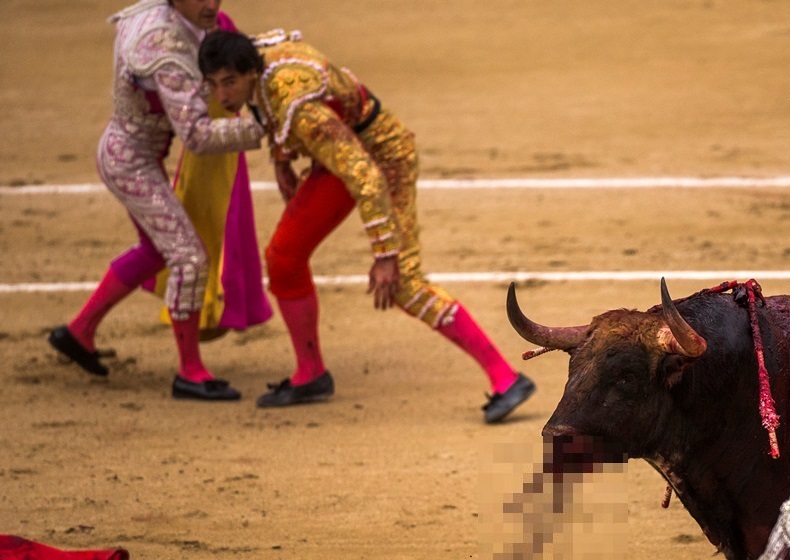 【閲覧注意】最強の牛現る…。スペインで35年ぶりに闘牛が中止、3人が重傷