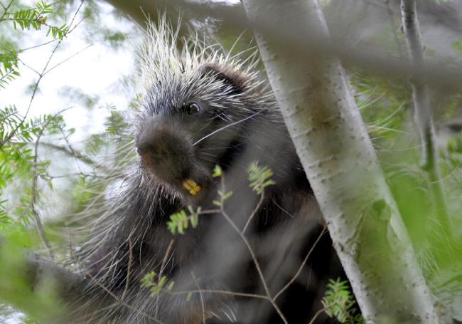 400_porcupine_quills_02