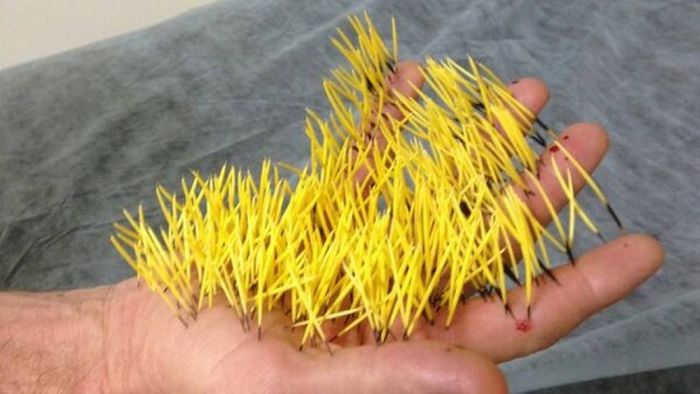 400_porcupine_quills_03