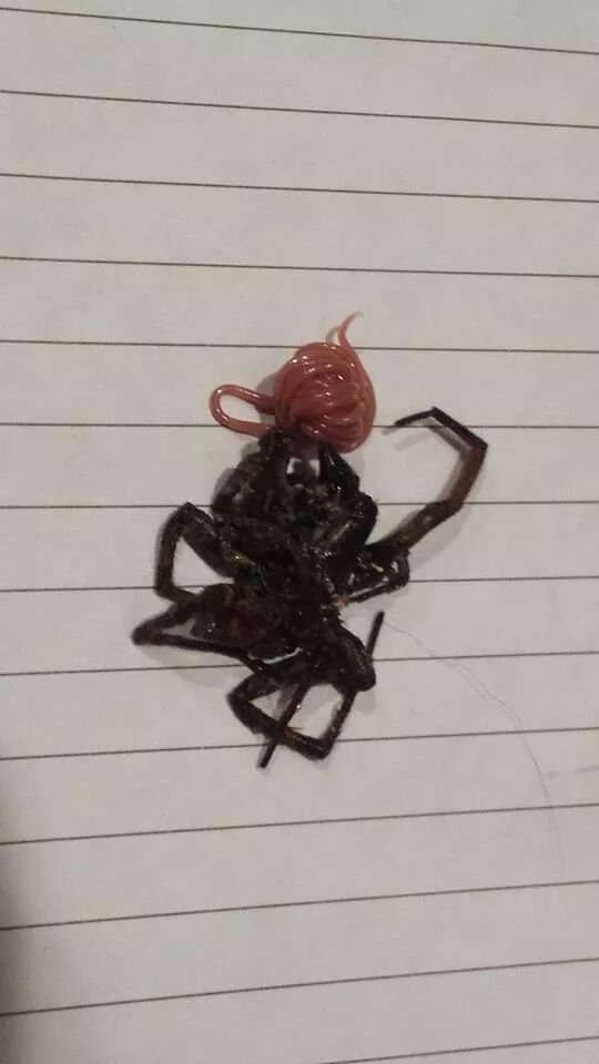 pauk_s_chervyakom_01