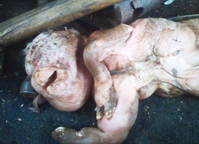human_faced_goat_02