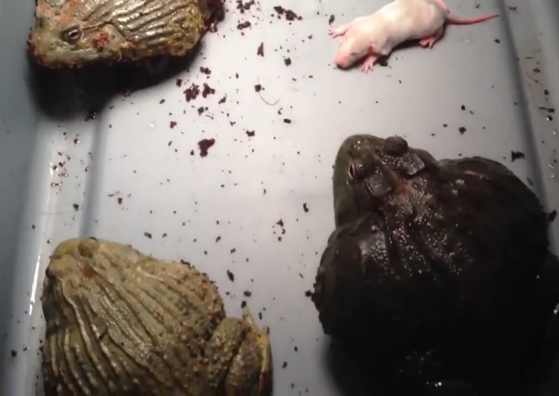 WsZqc2Qn7KlCmVn1418102873