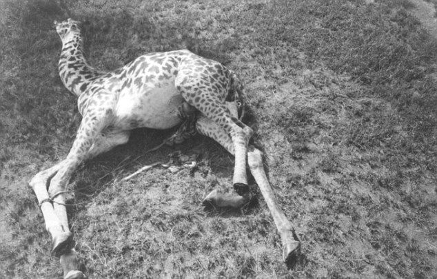 kill_giraffes_01