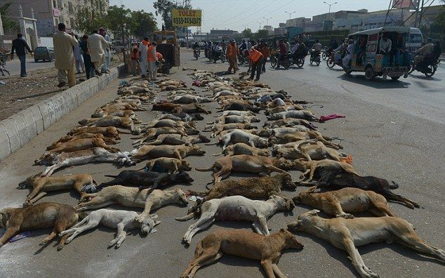 pakistan_dogs_03