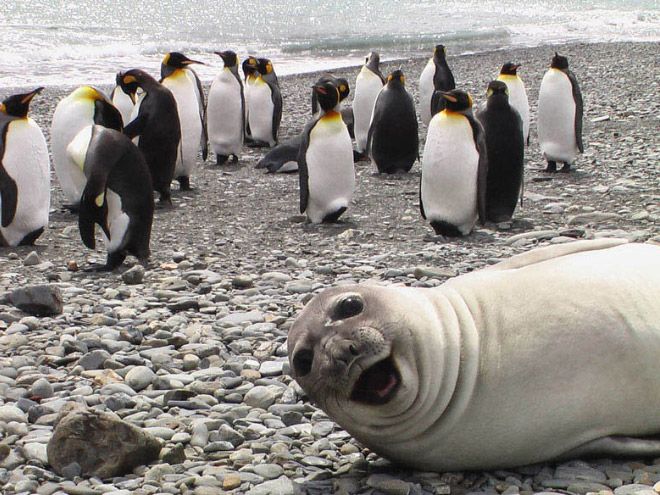 rofl_seals_06