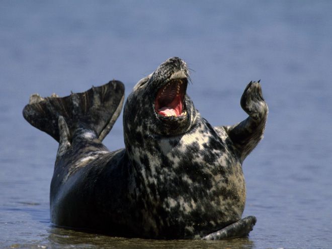 rofl_seals_08