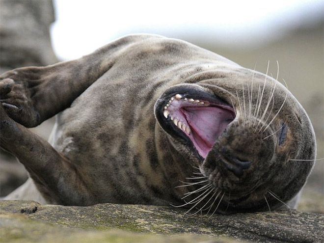 rofl_seals_09