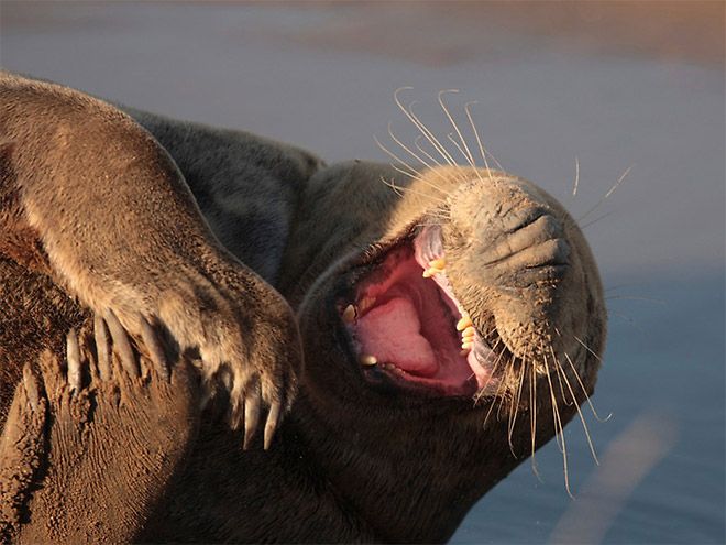 rofl_seals_10