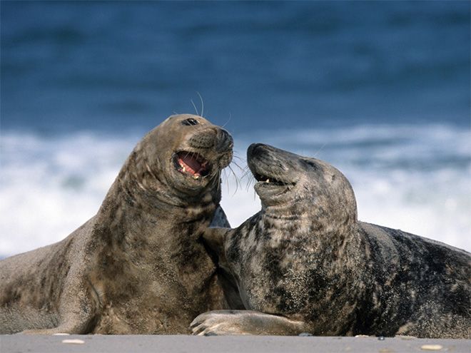 rofl_seals_11