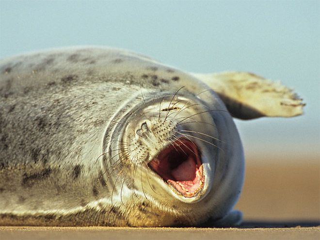 rofl_seals_13