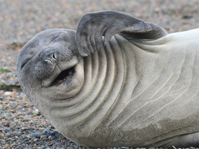 rofl_seals_15