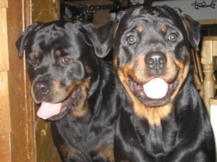 8kaifDQWozEpu2O1425347562_1425347567