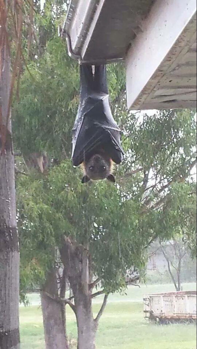 morcegos