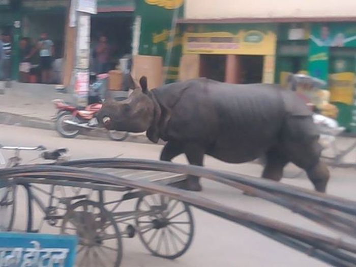 rhino_nepal_04