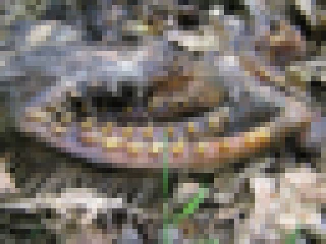 【画像】恐ろしい謎の生物の骨が発見される