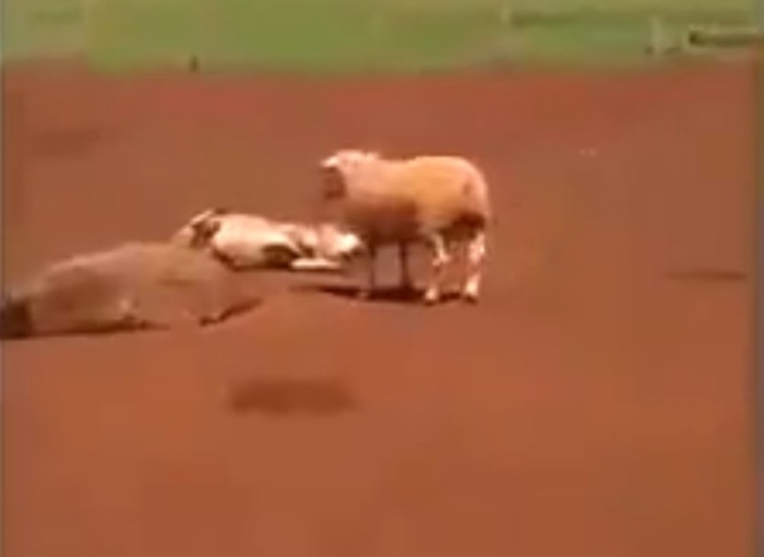 JGf4m2lgQ6maCQs1434160068_1434160072