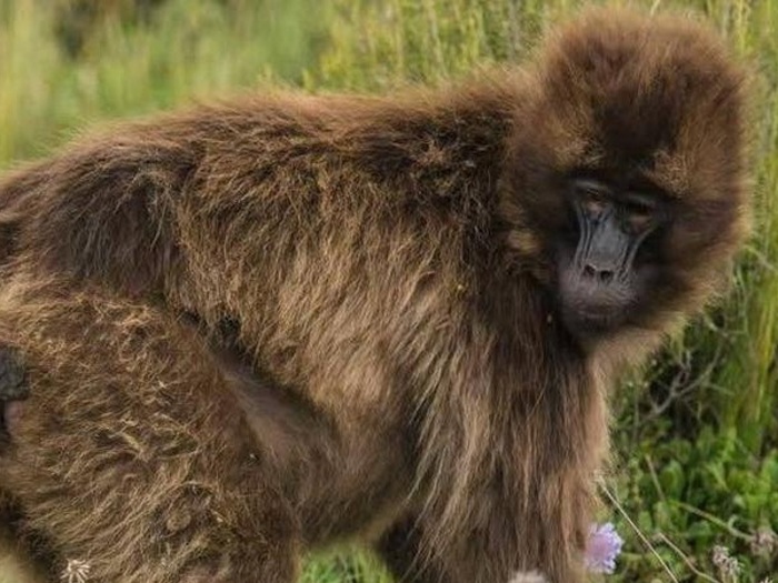 g4IT3DbrZalpcvB1438066230_1438066234