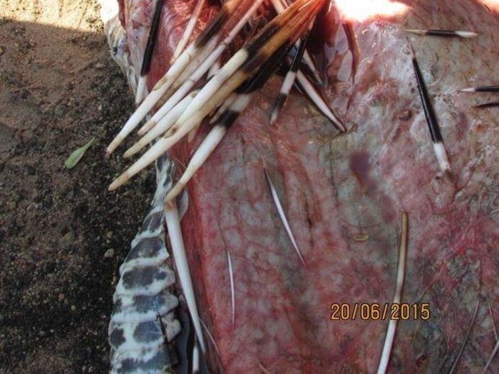 _hMcuQZ55mfIVmX1436064489