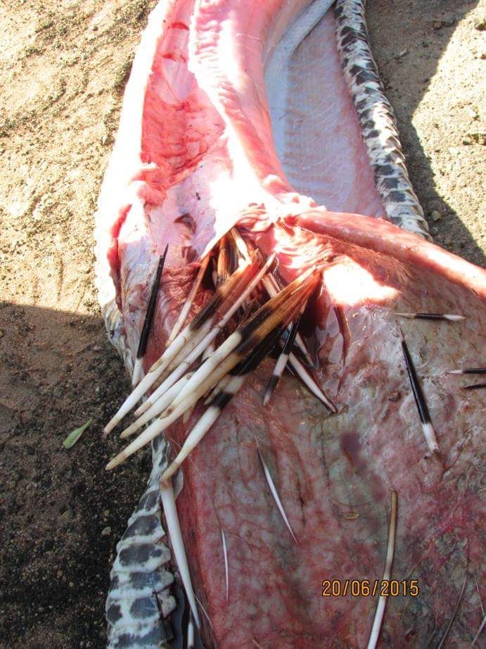 piton-proglotil-dikobraza_03