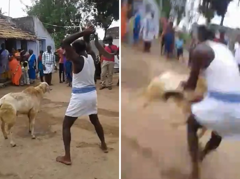 【動画】ヒツジの首を切断するのに失敗したらこうなる・・・
