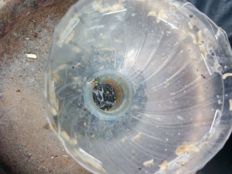 jeffektivnaja-muholovka_01