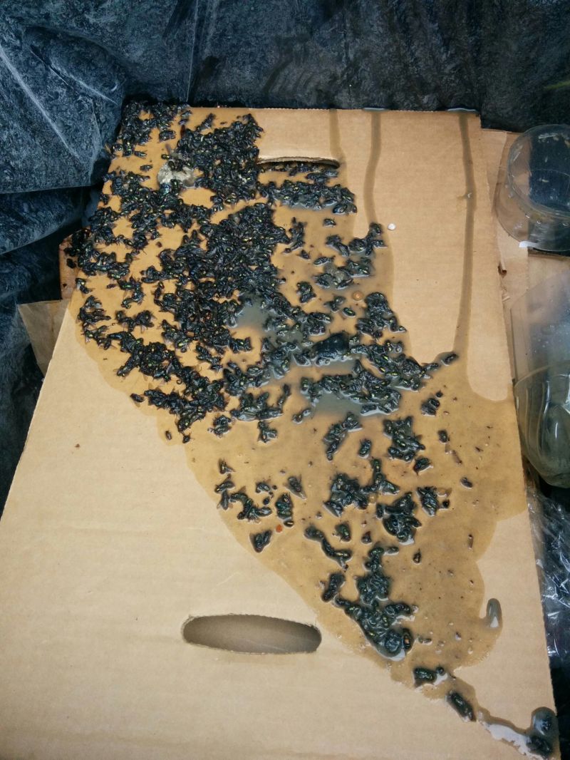 jeffektivnaja-muholovka_03