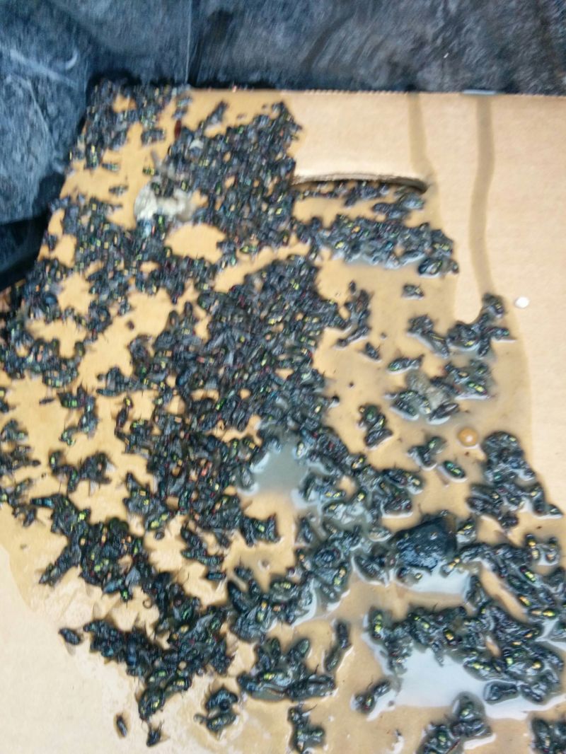 jeffektivnaja-muholovka_04