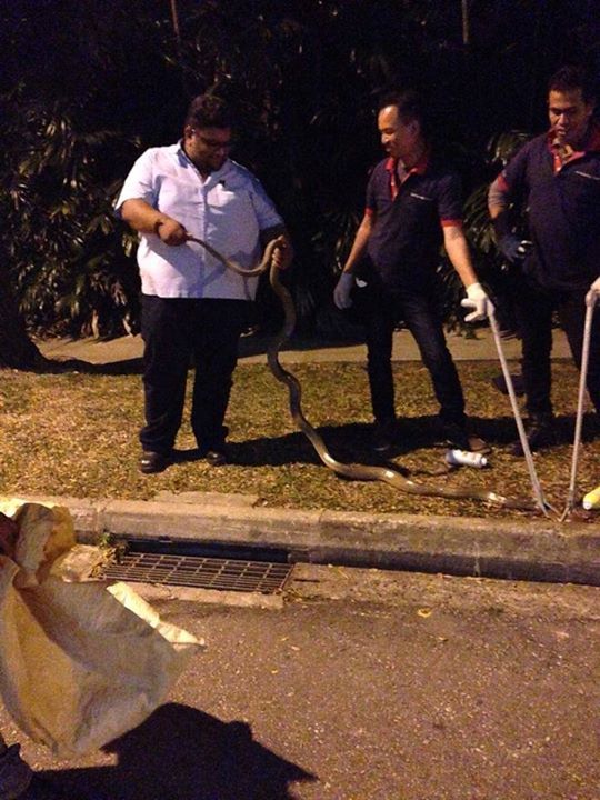 piton-protiv-kobry_11