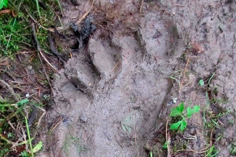 ビッグフット、発見か